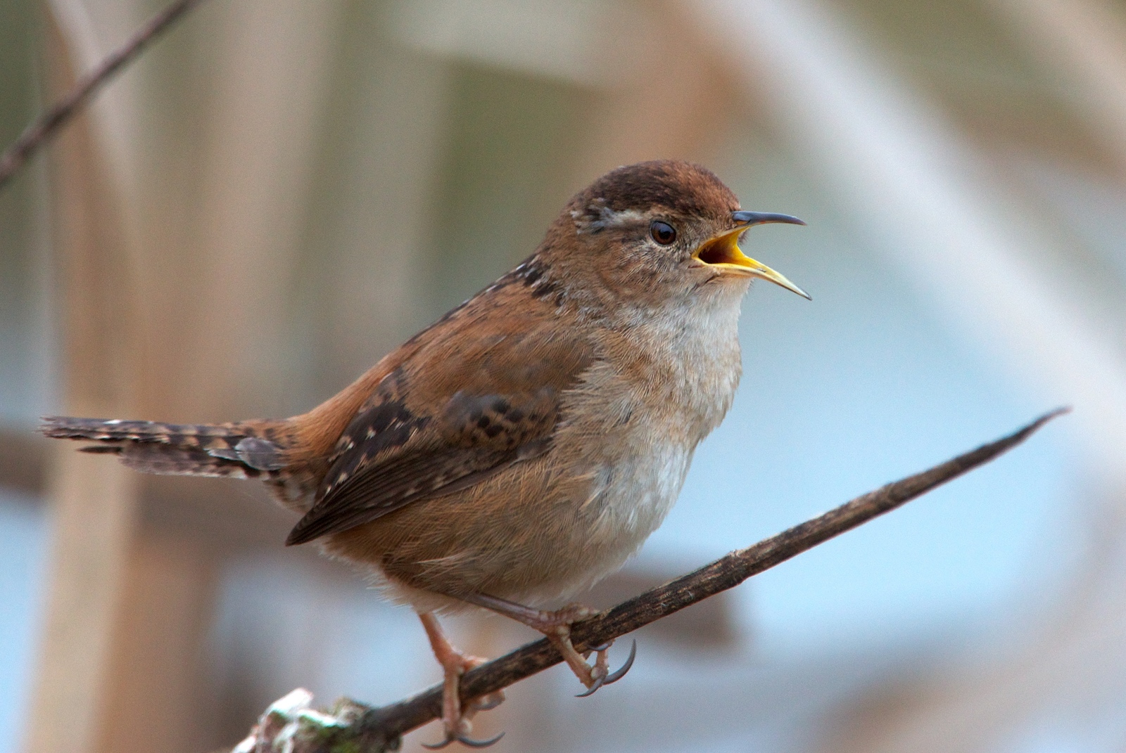 nw-bird-blog-marsh-wren